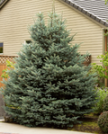 Fat Albert Spruce Econ. #25 5'-6'