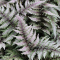 Fern, Japanese Painted