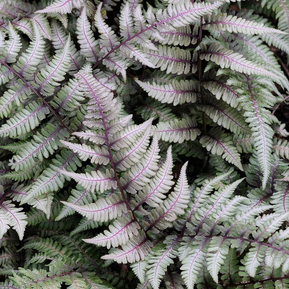 Fern, Japanese Painted