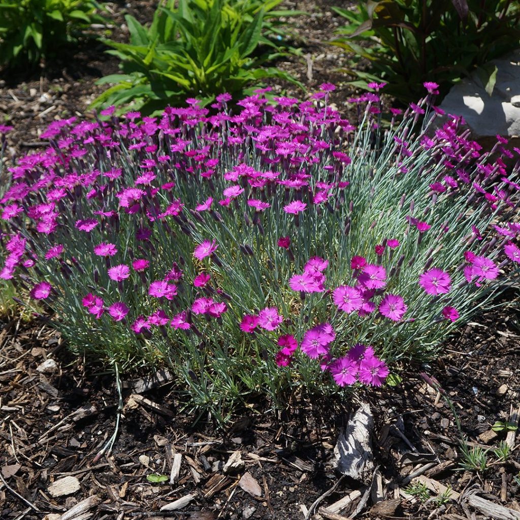 Dianthus gr Firewitch-raspberry red   Ct  #1
