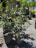 Gambel oak, quercus  #5