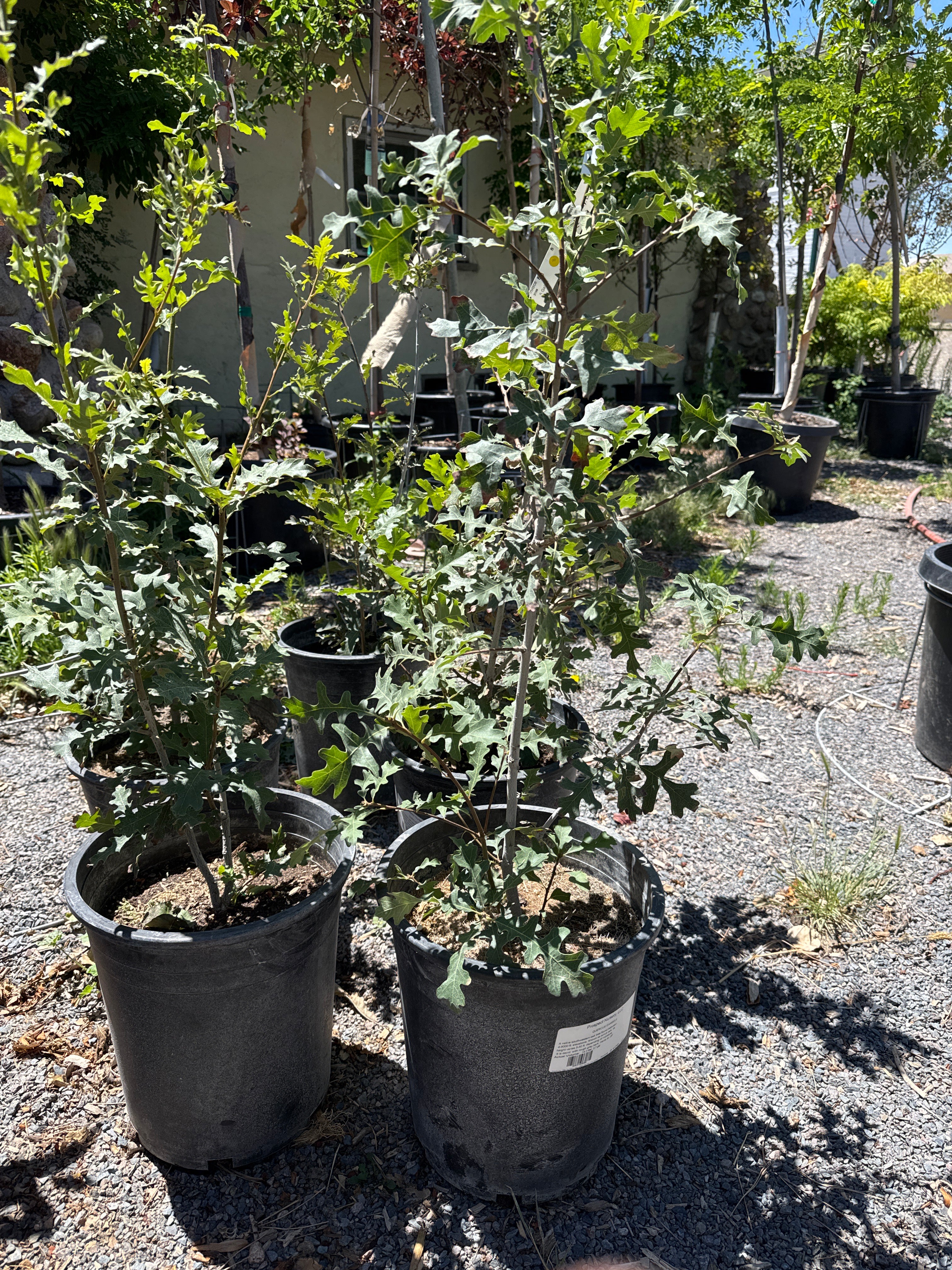 Gambel oak, quercus  #5