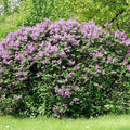 Lilac, Common Purple #5