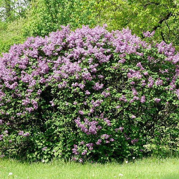 Lilac, Common Purple #5