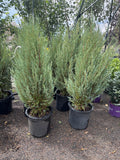 Skyrocket Junipers #10