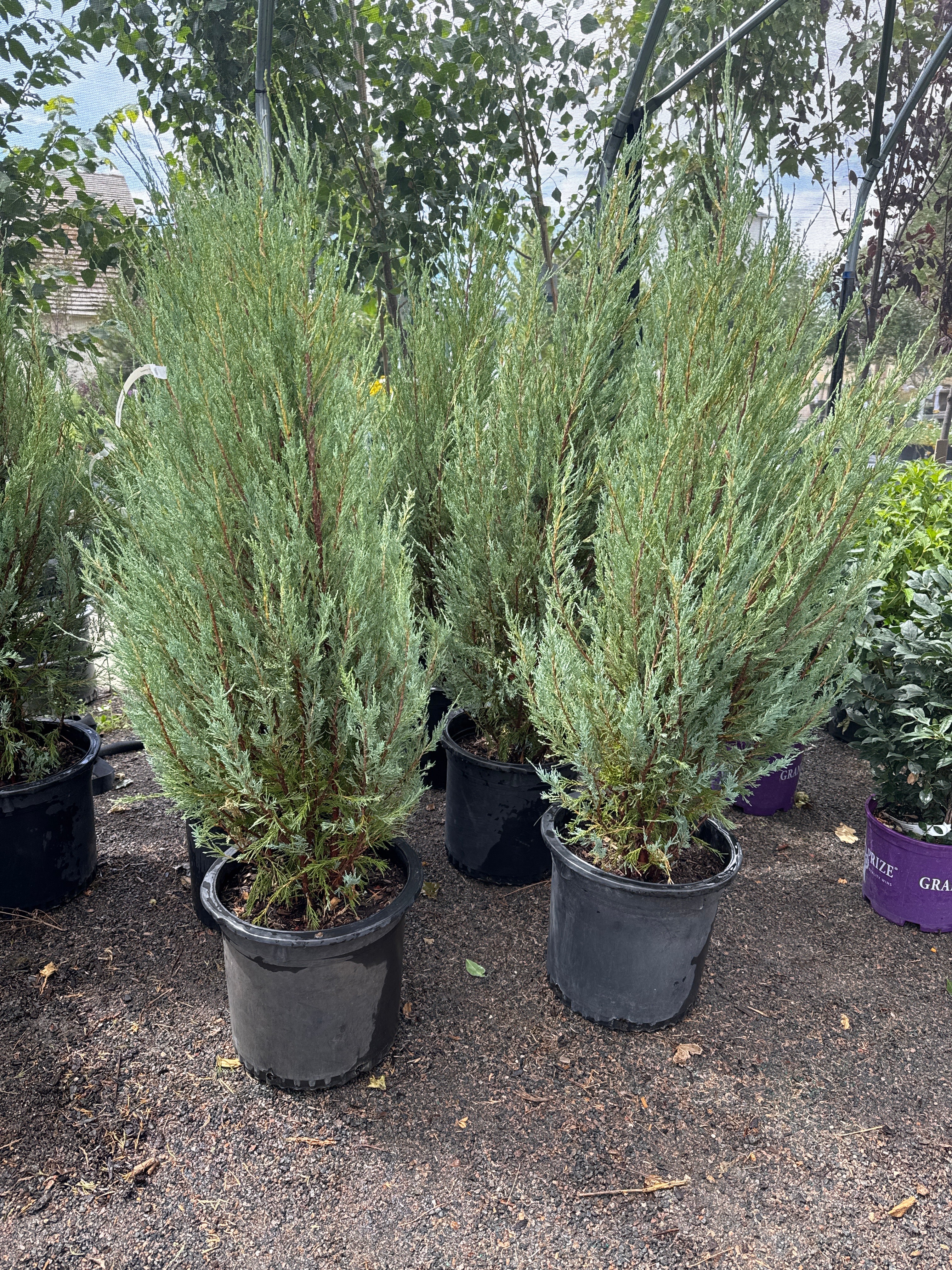 Skyrocket Junipers #10