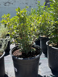 Privet, Lodense #5