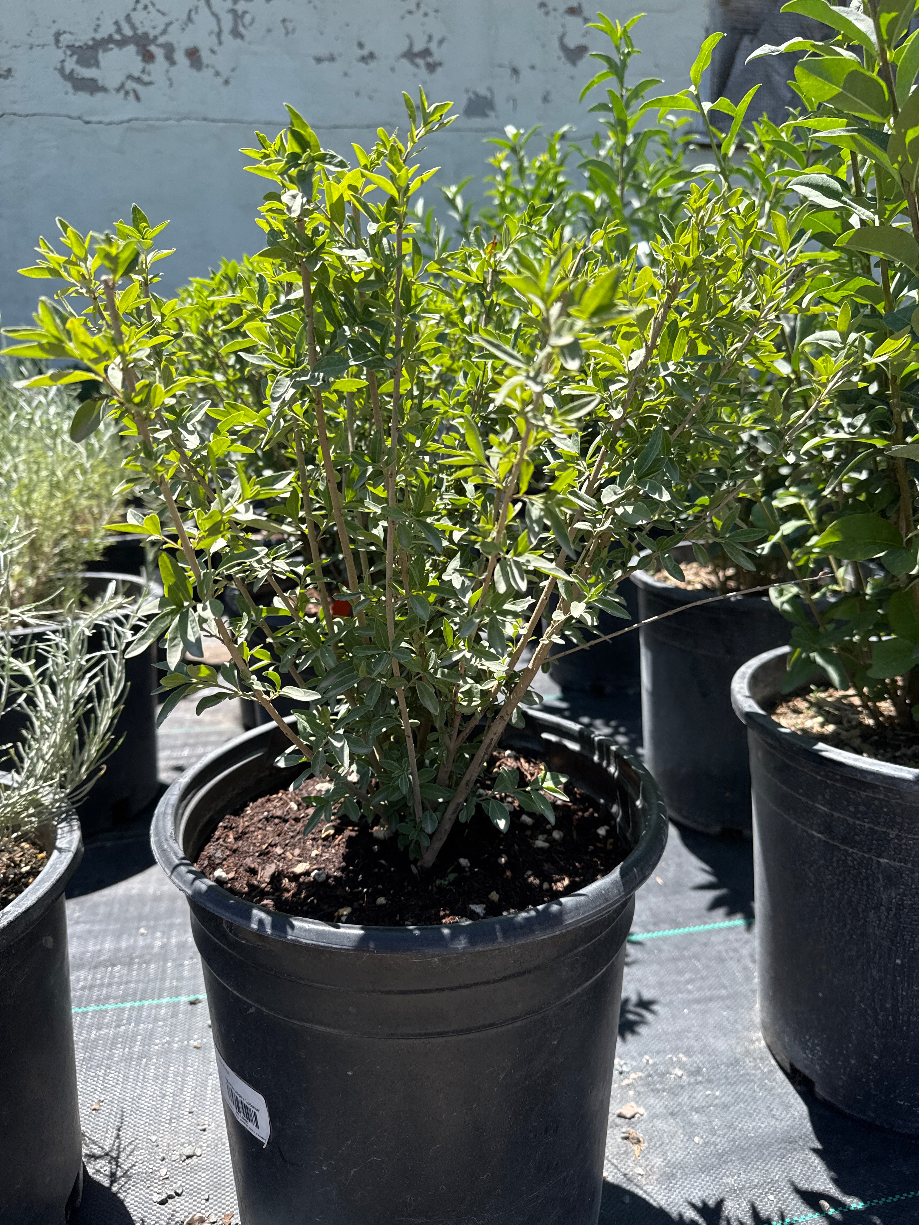 Privet, Lodense #5