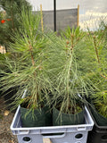 Ponderosa Pine 12"-15"