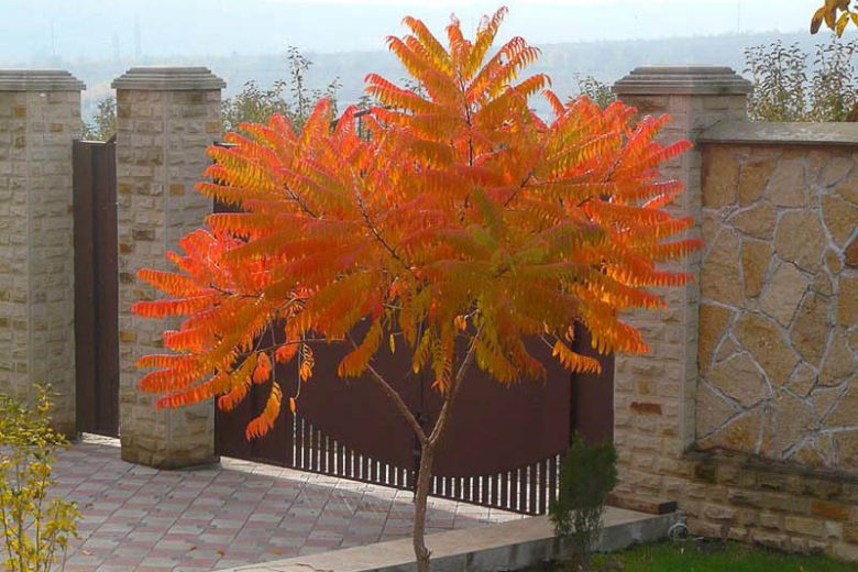 Smooth Sumac #5