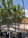 Prairie’s crabapple #15