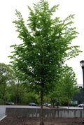 Princeton American Elm #10