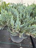Juniper, Blue Chip #5