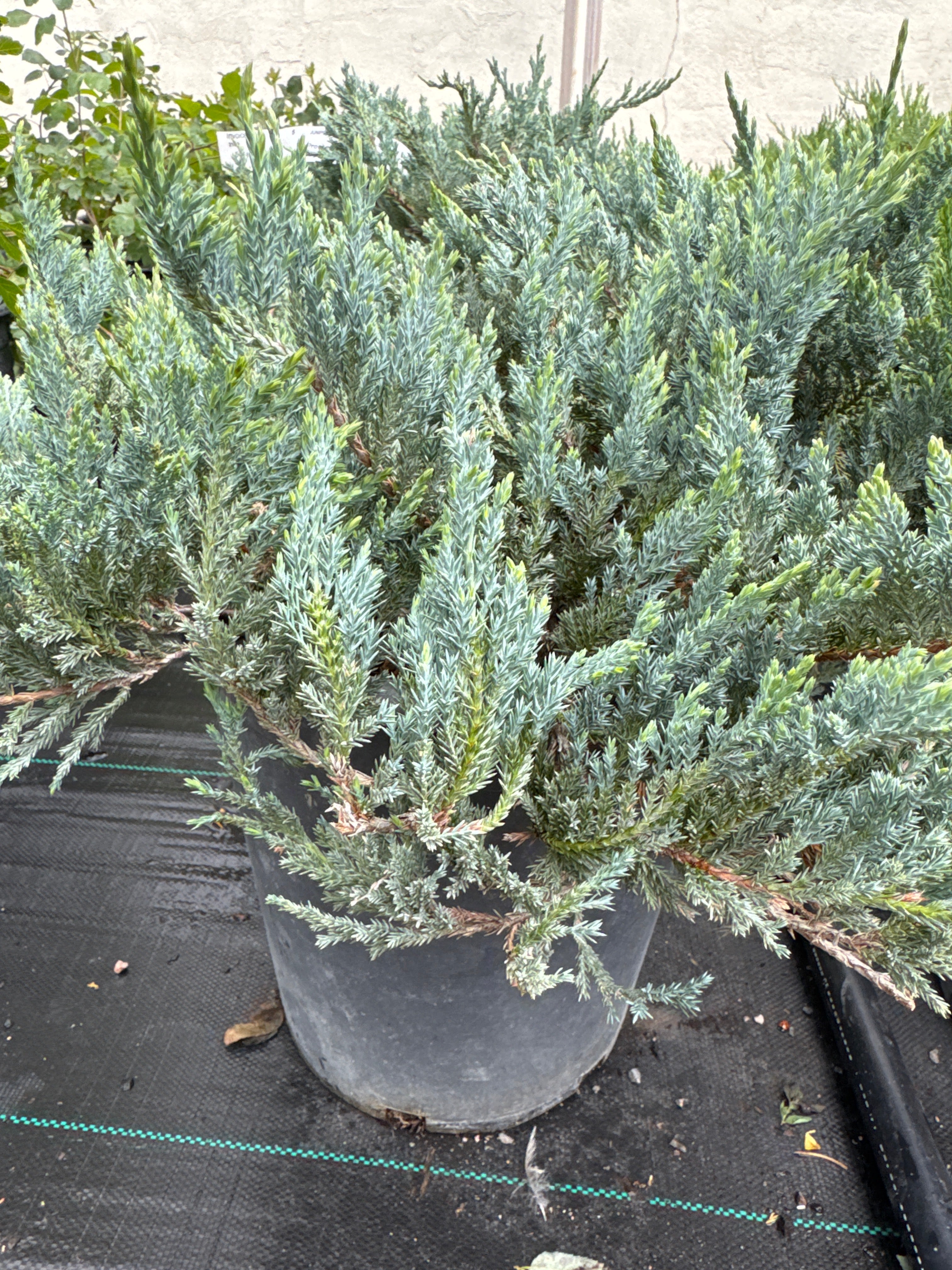 Juniper, Blue Chip #5