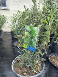 Alderleaf Mountain Mahogany (Cercocarpus) #3