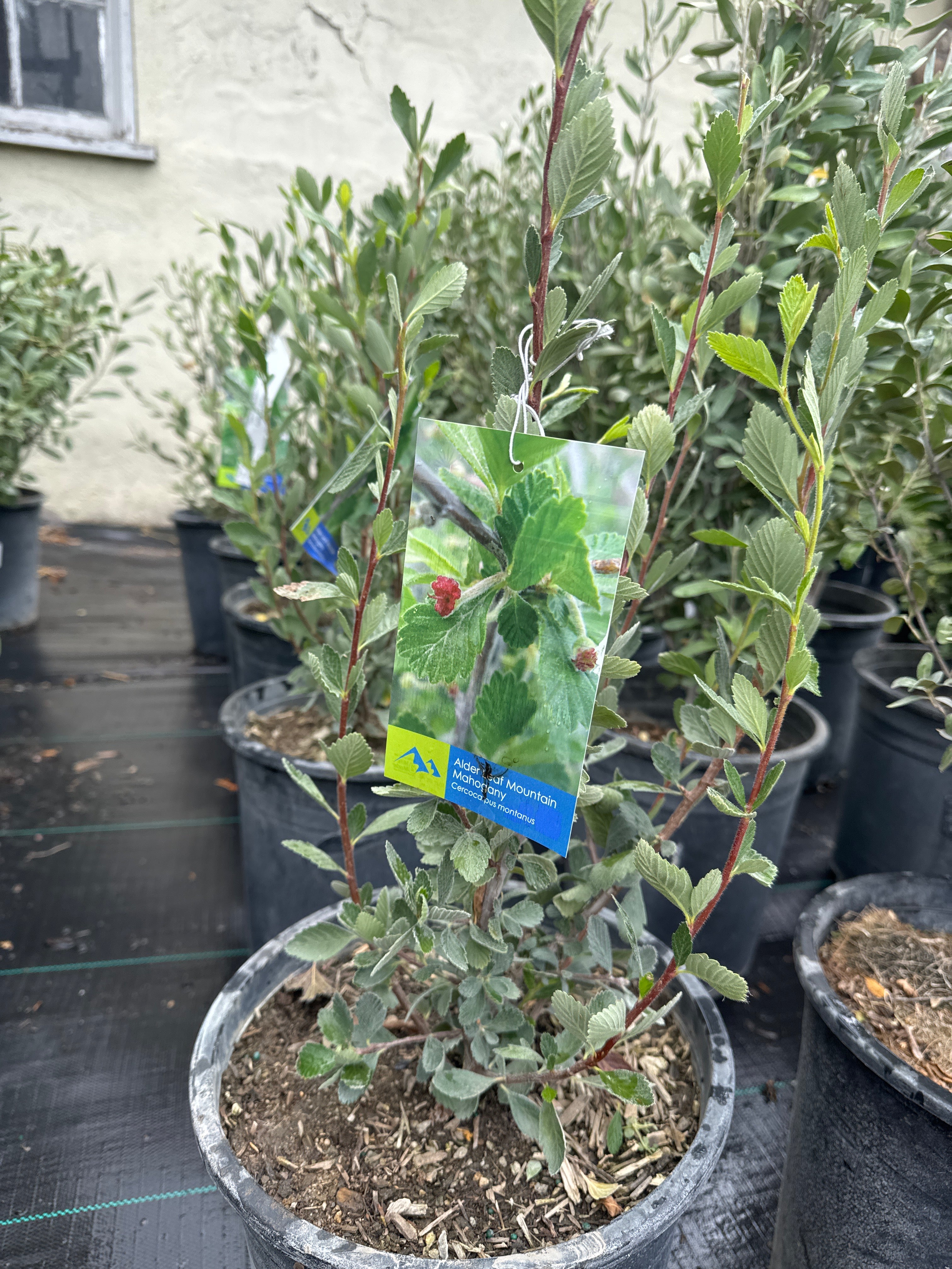 Alderleaf Mountain Mahogany (Cercocarpus) #3