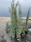 Juniper, Woodward #5