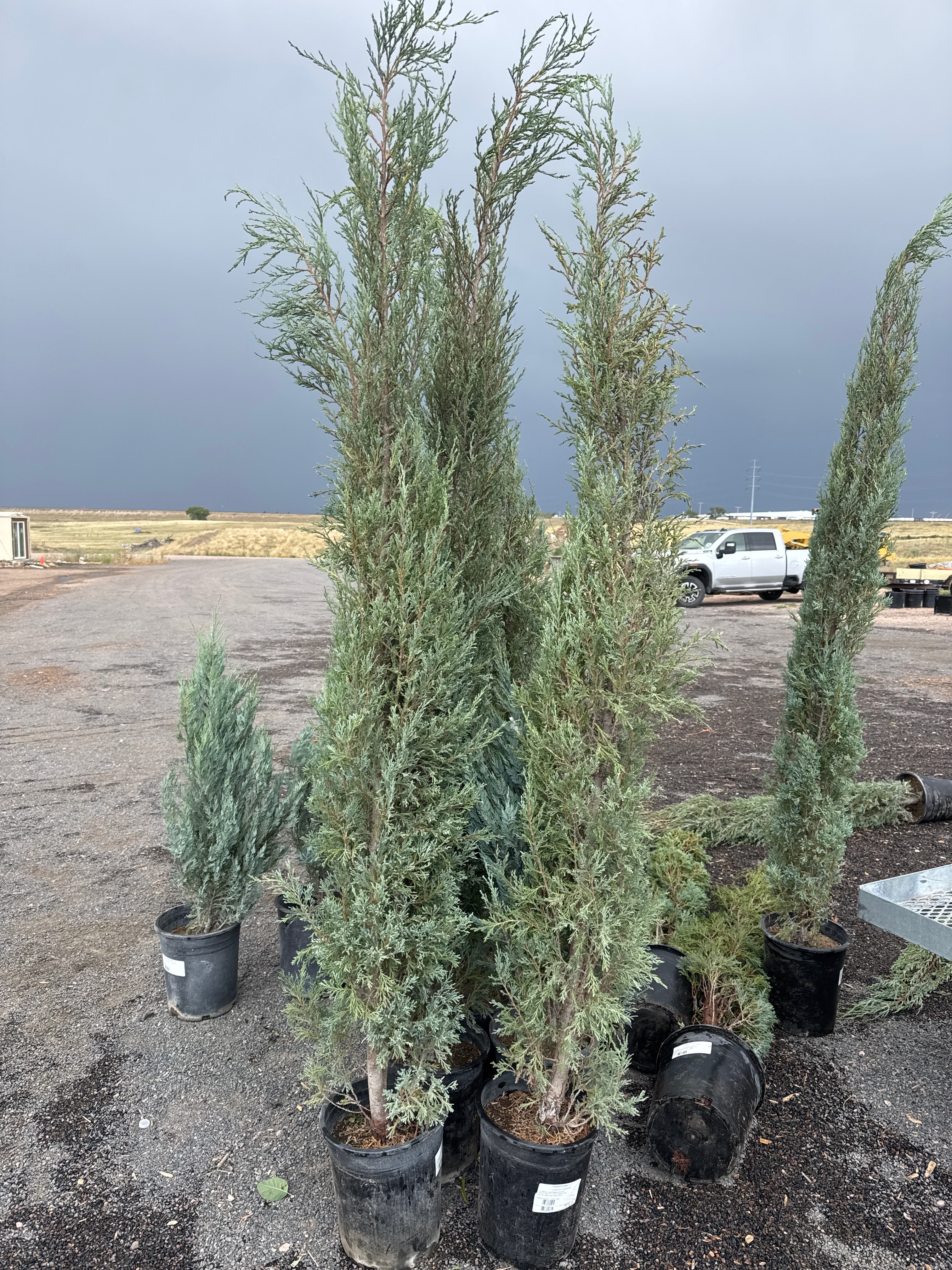 Juniper, Woodward #5
