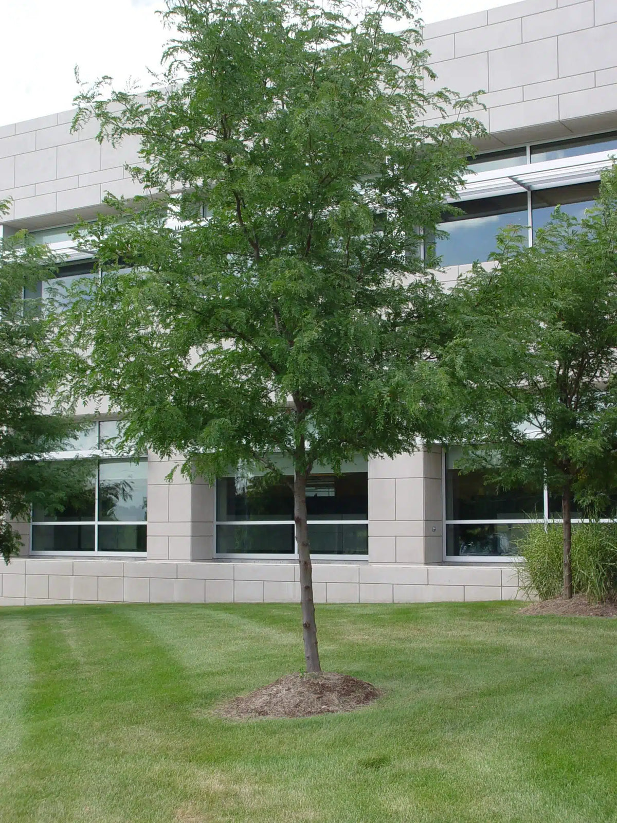 Skyline® Honeylocust #10 1¼"