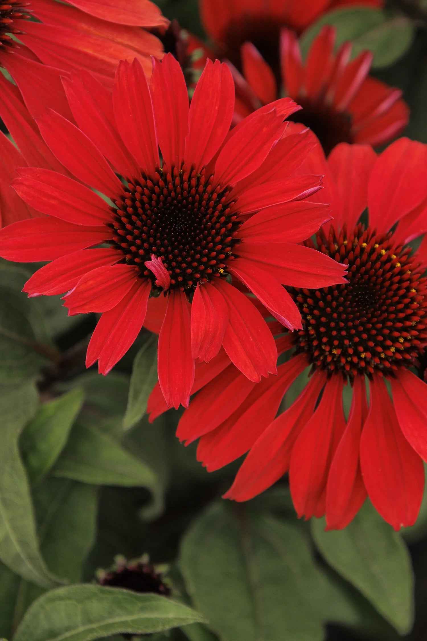 Panama Red™ Echinacea (Echinacea x 'Panama Red')