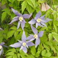 Blue Bird Clematis