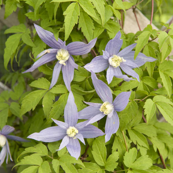 Blue Bird Clematis