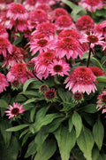 Coneflower Double Scoop Watermelon #1