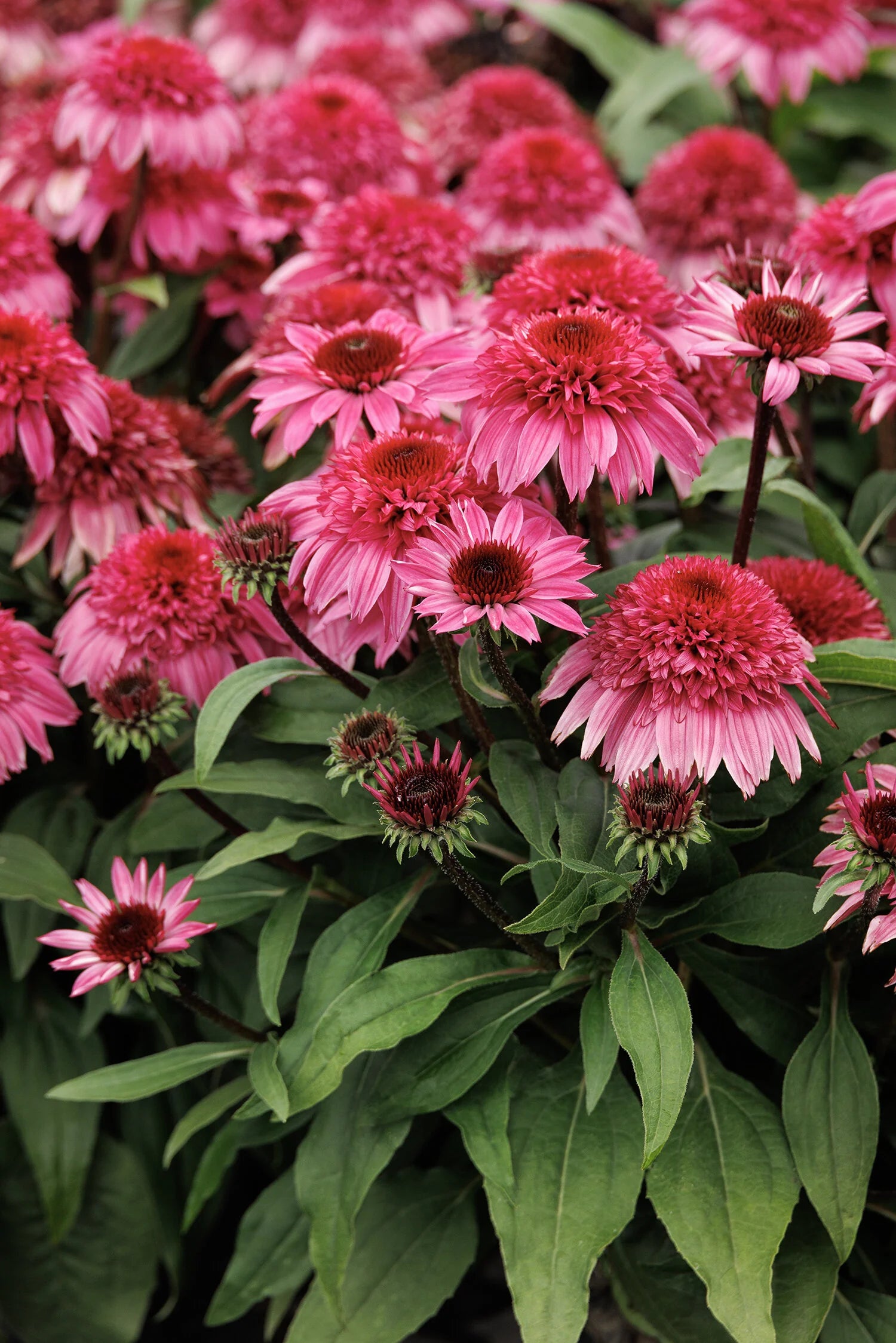 Coneflower Double Scoop Watermelon #1
