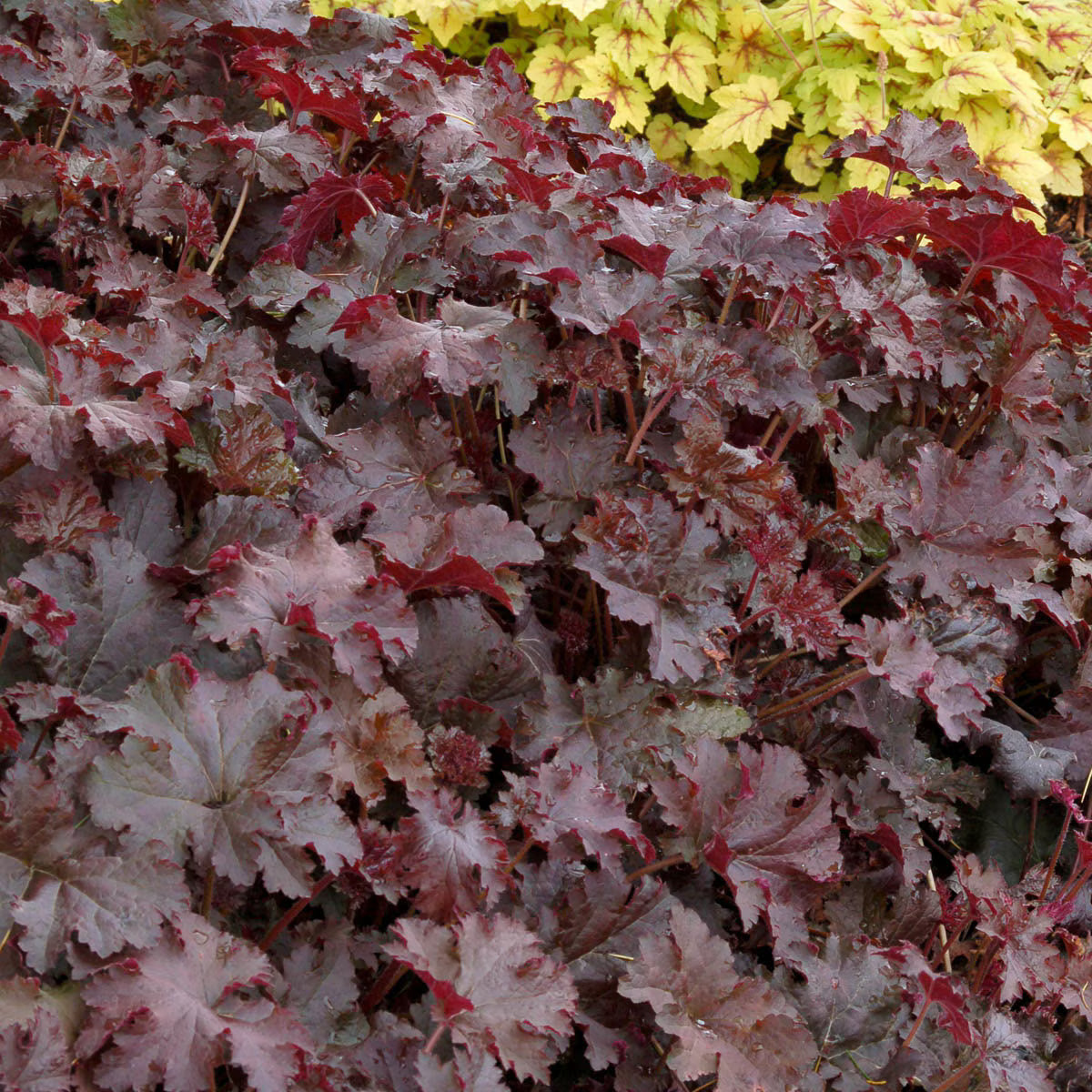 Coral Bells, Chocolate Ruffles #1