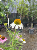 Echinacea purp alba White Swan Coneflower   Ct  #1
