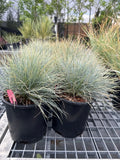 Boulder Blue Fescue #1