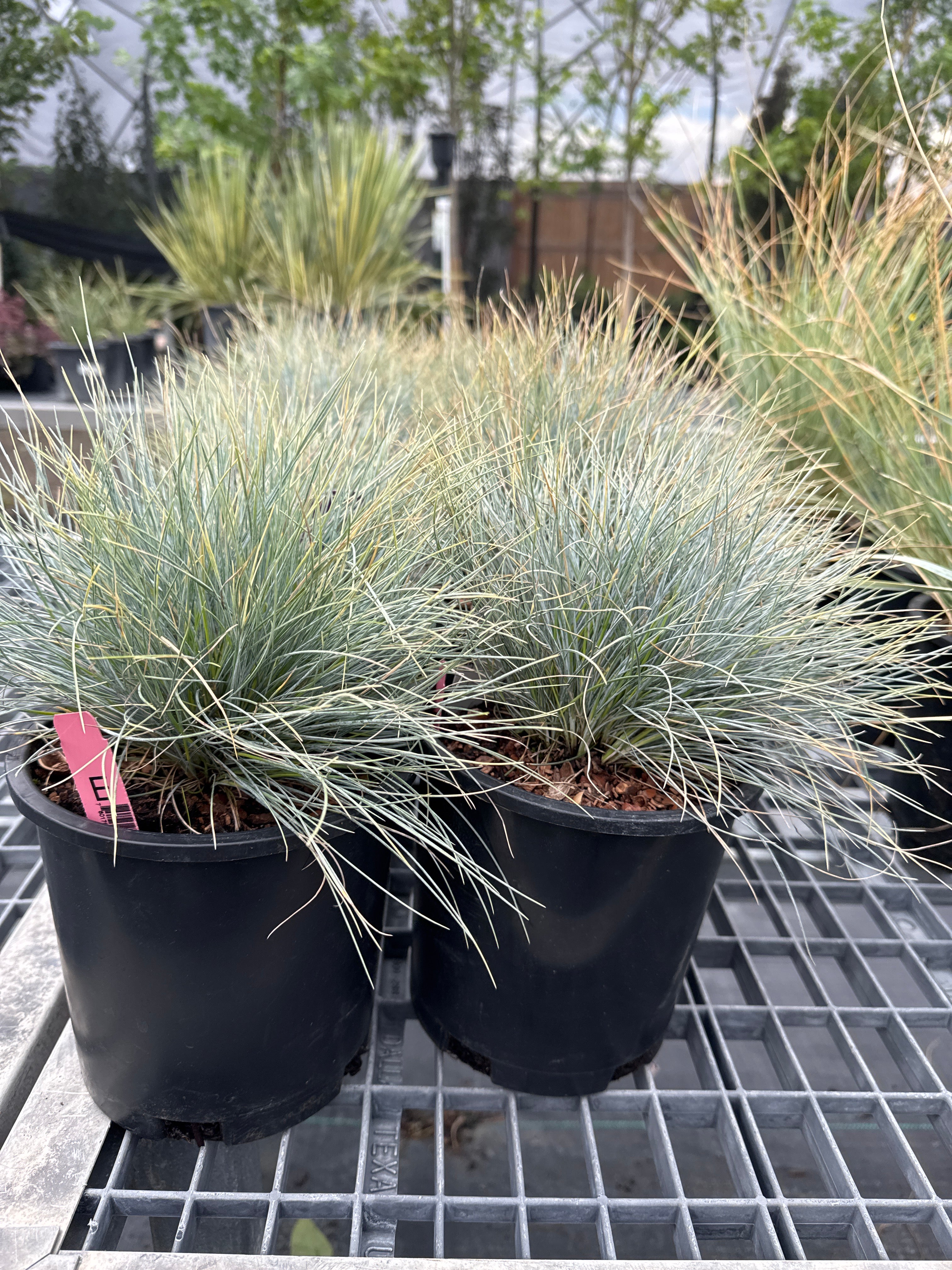 Boulder Blue Fescue #1