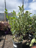 Chokeberry, Black Aronia #5