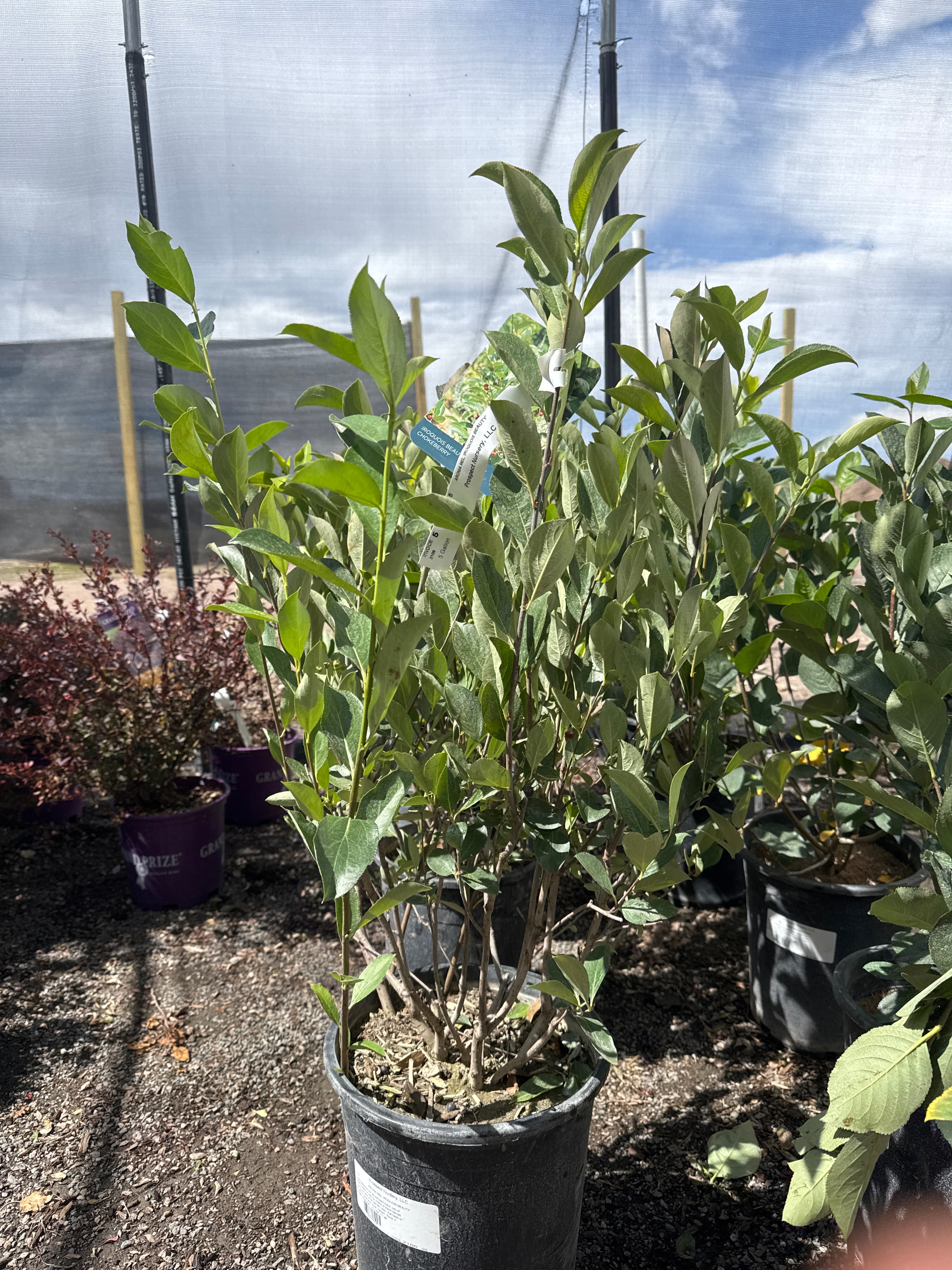Chokeberry, Black Aronia #5