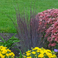 Smoke Signal Grass (Schizachryium scoparium 'Smoke Signal')