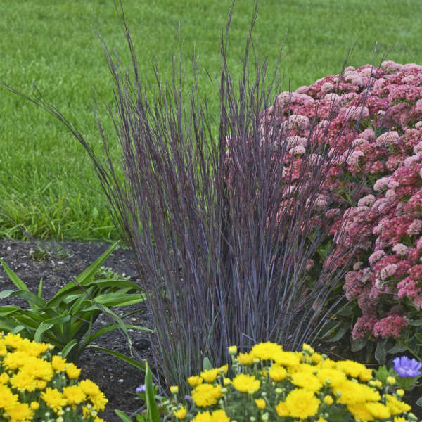 Smoke Signal Grass (Schizachryium scoparium 'Smoke Signal')