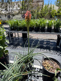 Red Hot Poker