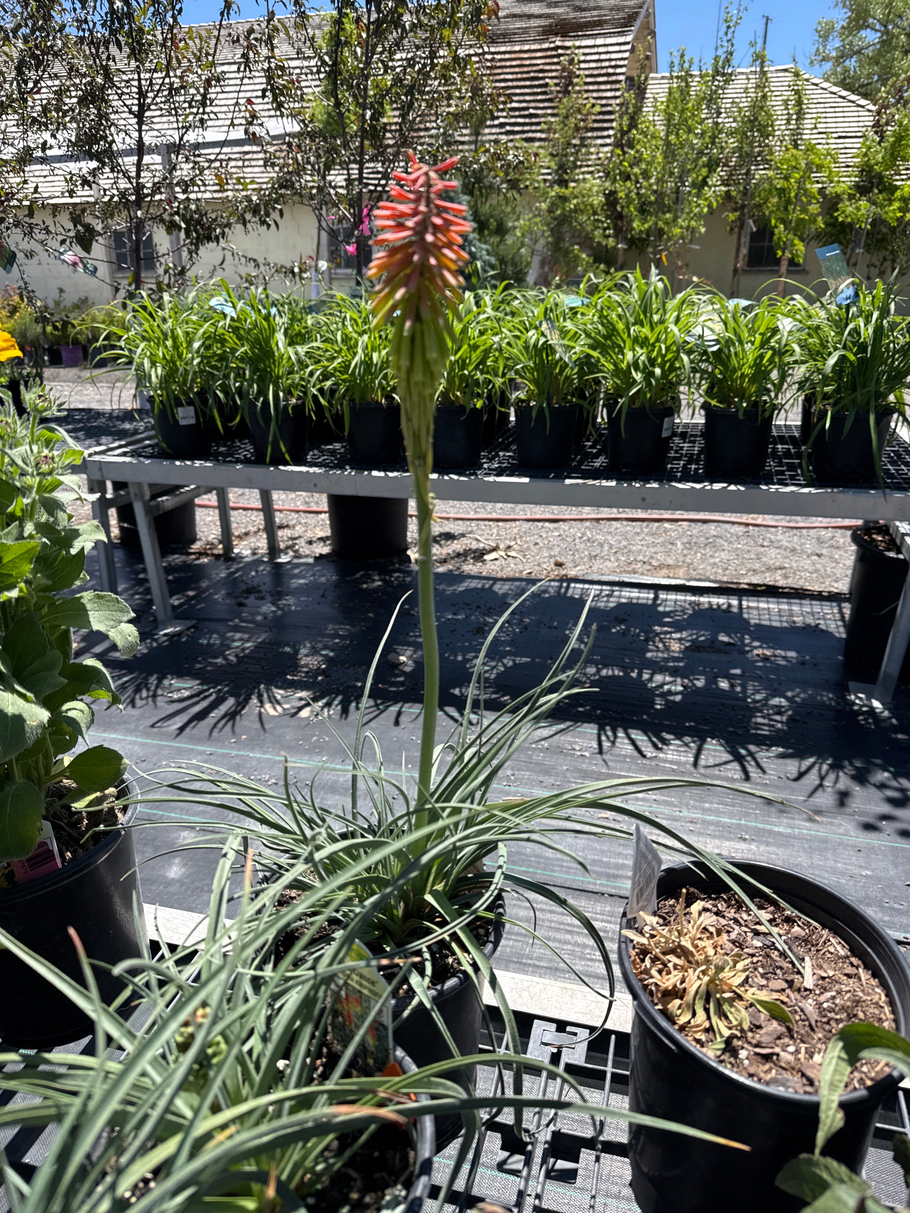 Red Hot Poker