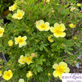 Potentilla fr First Editions® Lemon Meringue™   Ct  #2