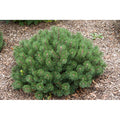 Mugo Pine, Pinus, #2