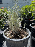 Rabbitbrush, Dwarf blue #5