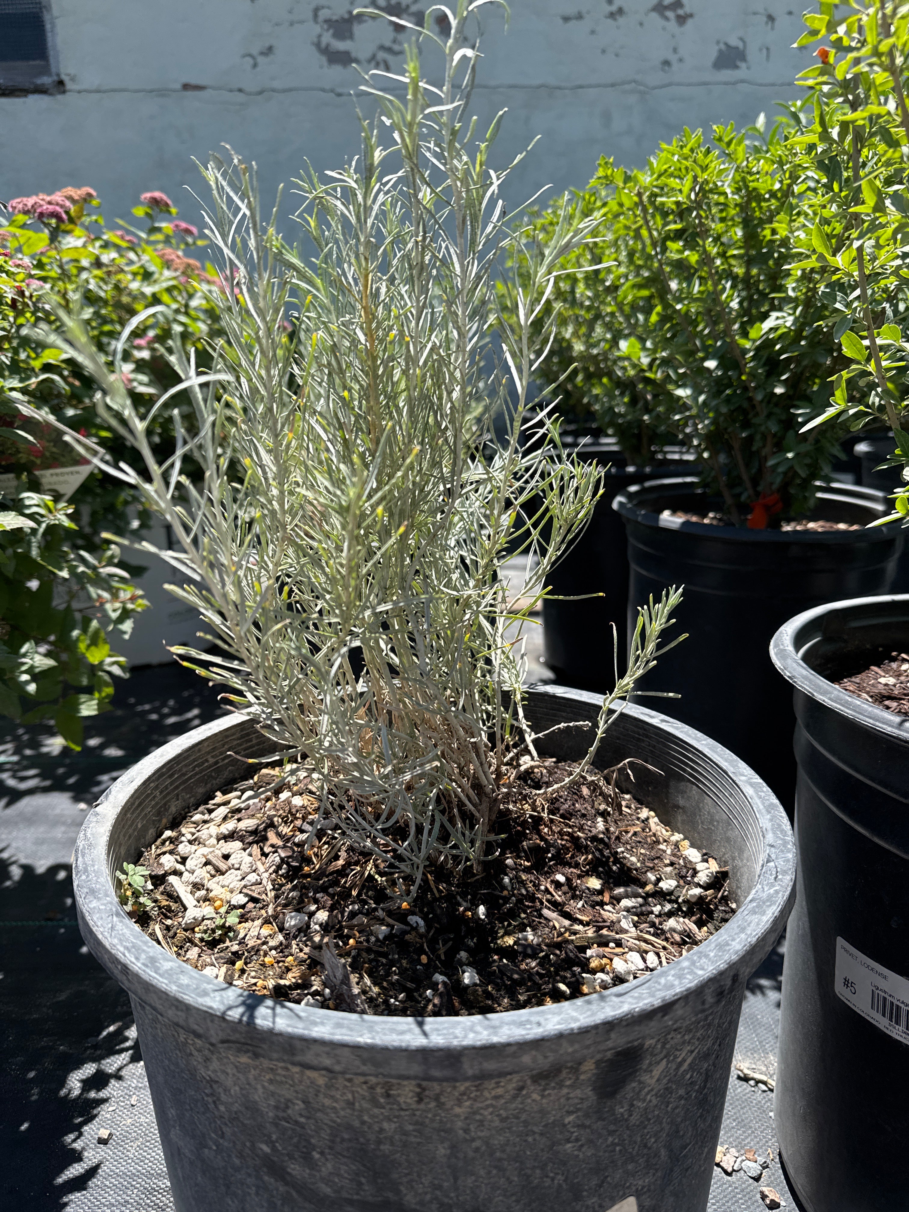 Rabbitbrush, Dwarf blue #5