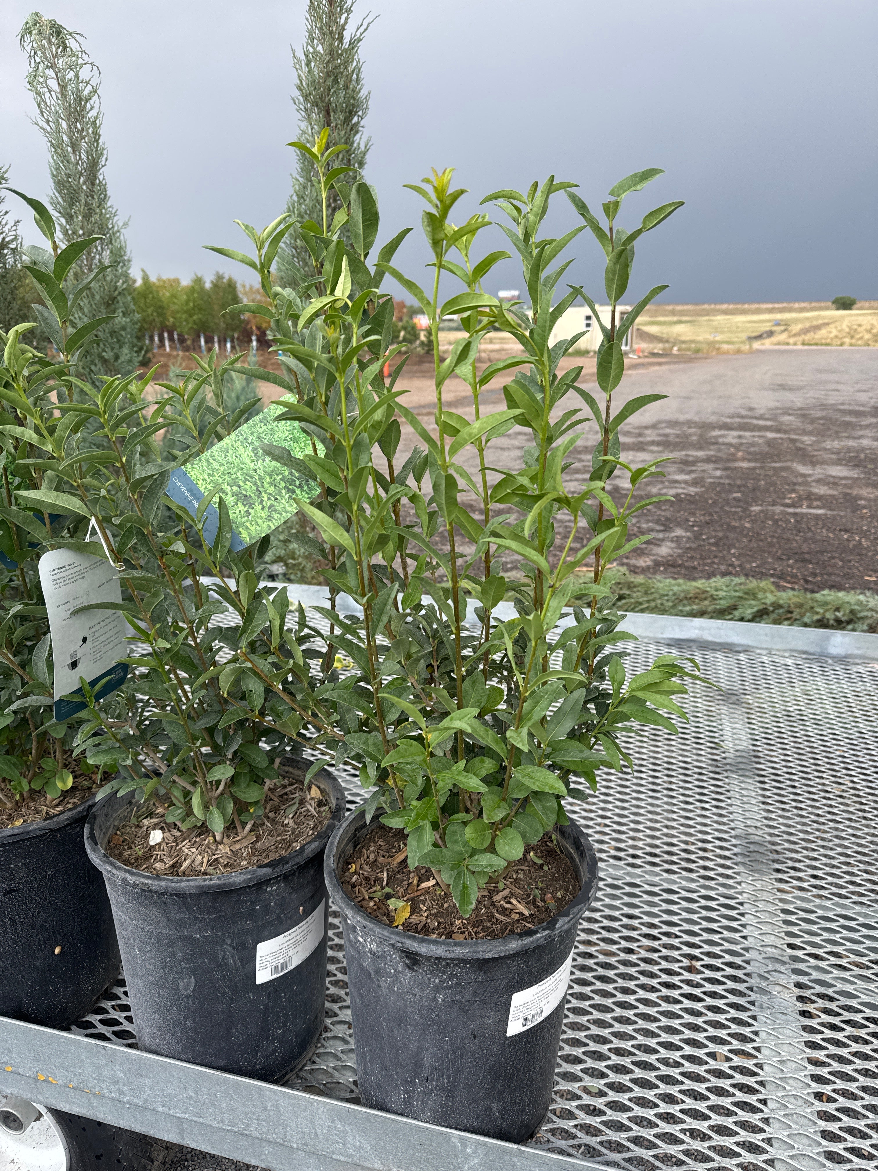Cheyenne Privet, Ligustrum Vulgare #5
