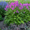 Stachys monnieri Hummelo Betony-purple   Ct  #1