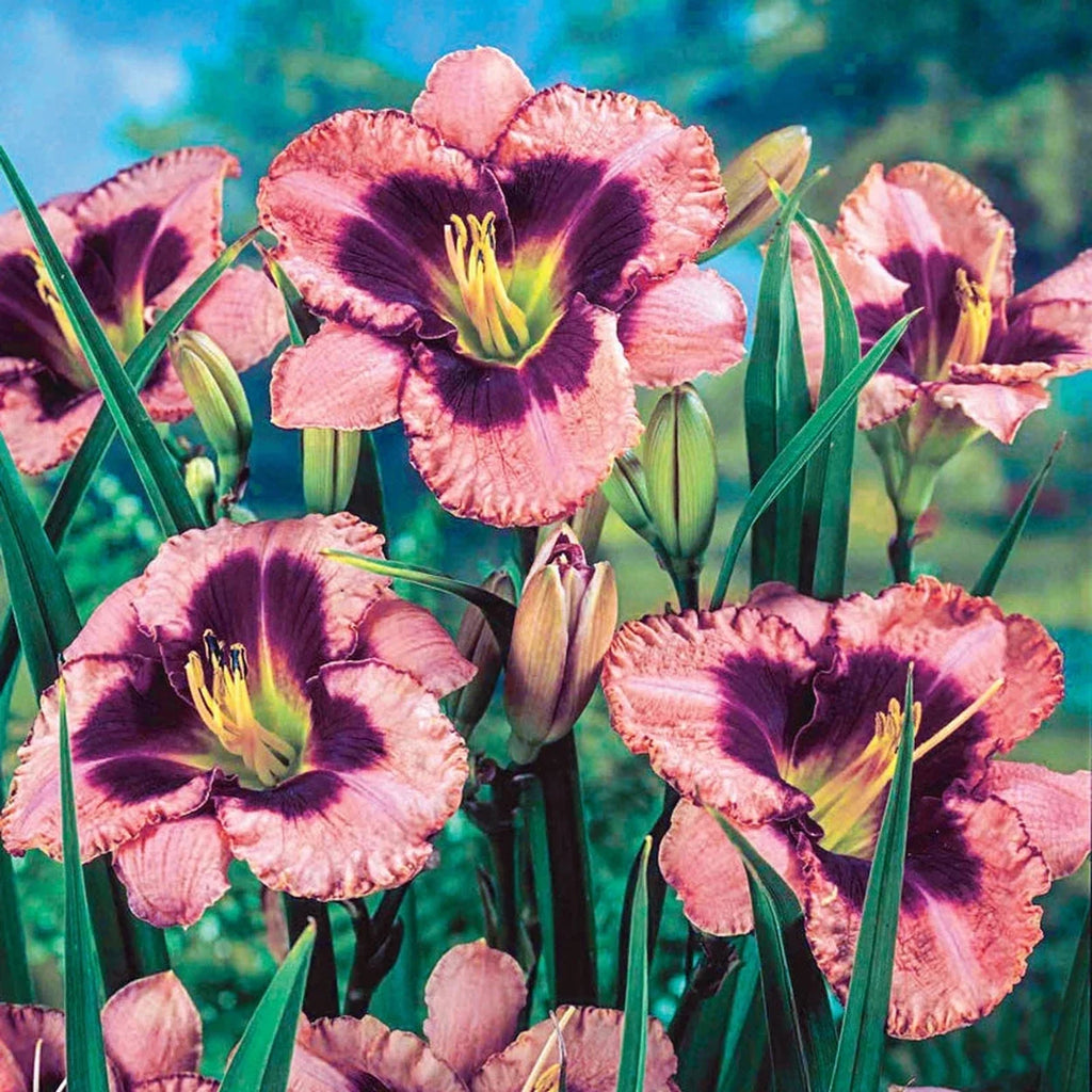 Daylily Daring Deception #1