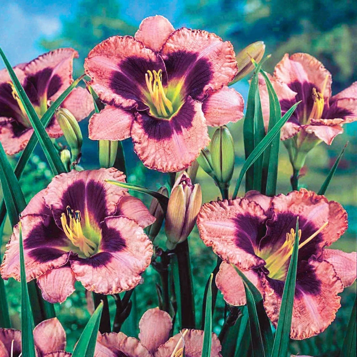 Daylily Daring Deception #1