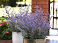 Compact Bluesette Russian Sage (Perovskia atriplicifolia 'Compact Bluesette")