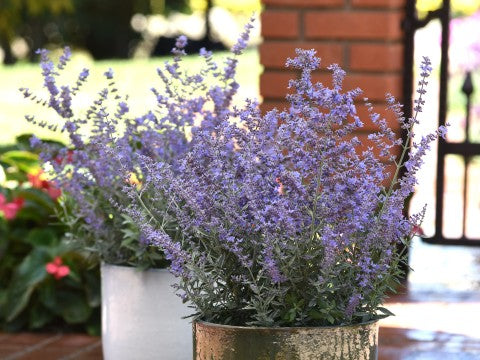 Compact Bluesette Russian Sage (Perovskia atriplicifolia 'Compact Bluesette")