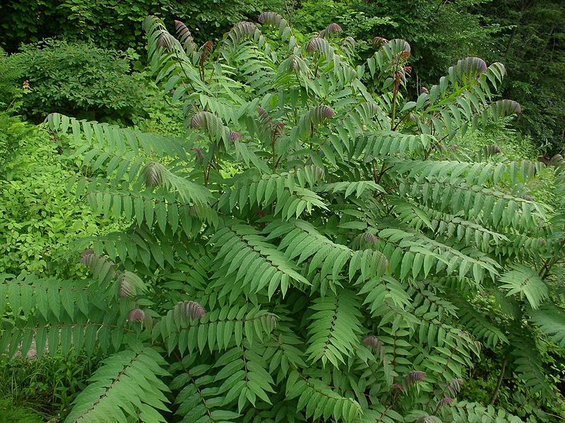 Rocky Mountain Sumac #5 gallon