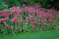 Sedum, Autumn Joy